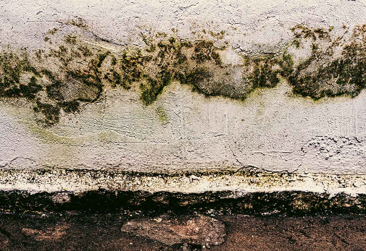Mold Damage on a Flood Damaged Wall